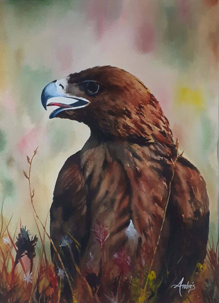 Aguila en reposo Acuarela 