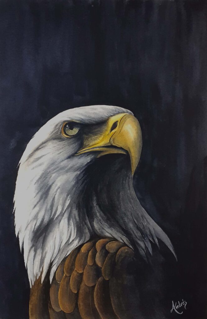 Aguila calva en Acuarela