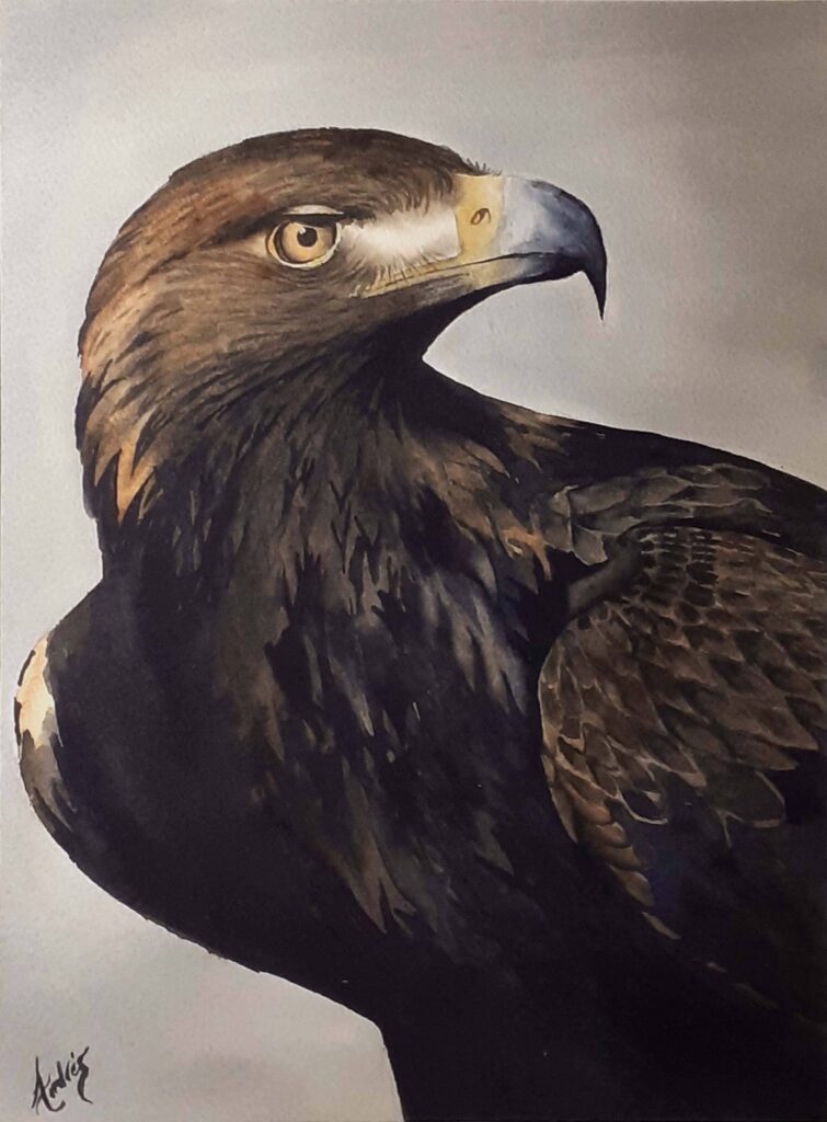 Aguila real en Acuarela 