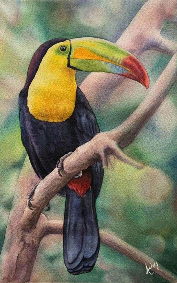 Tucan en Acuarela 