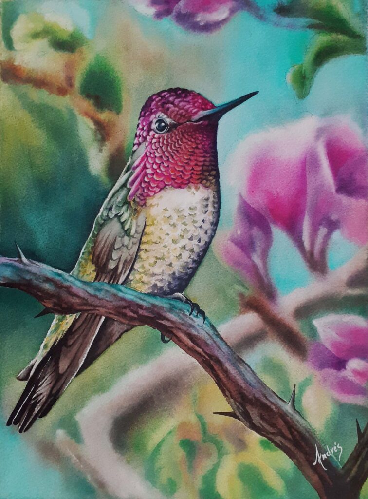 Colibri rosado en acuarela