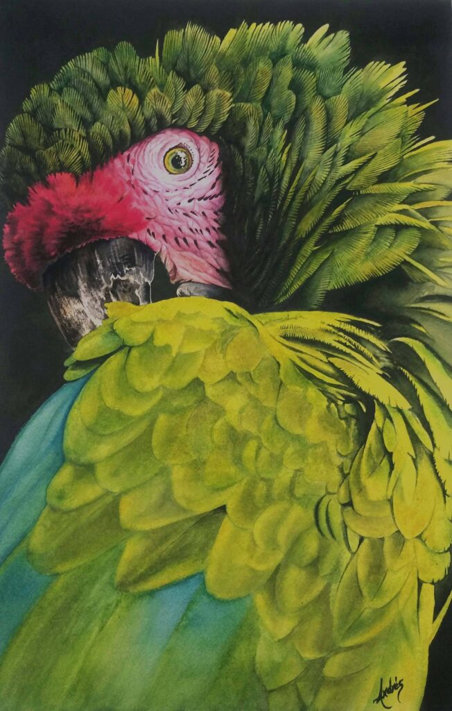 Guacamaya de Acuarela 