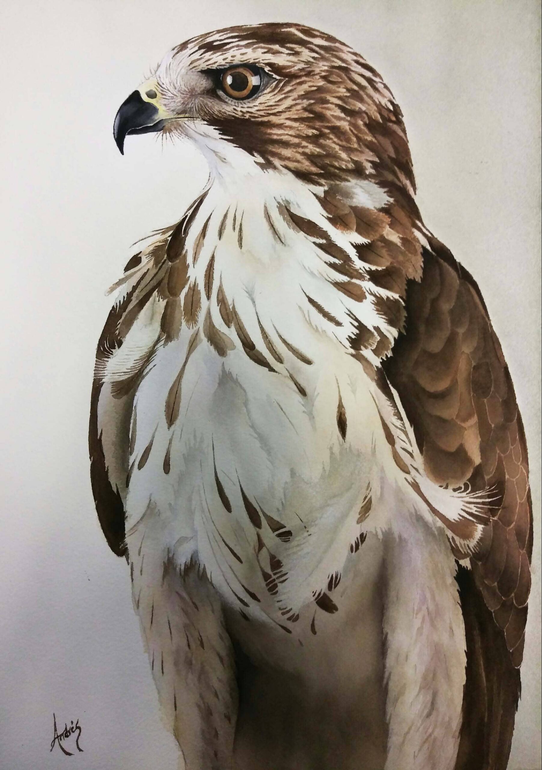 Aguila en acuarela 