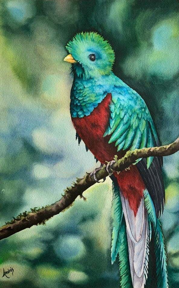 Quetzal en acuarela 